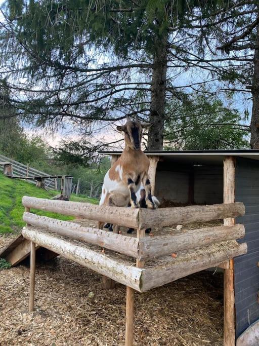 Gite Chalet, Au Doubs Logis Pierrefontaine-les-Varans Zewnętrze zdjęcie